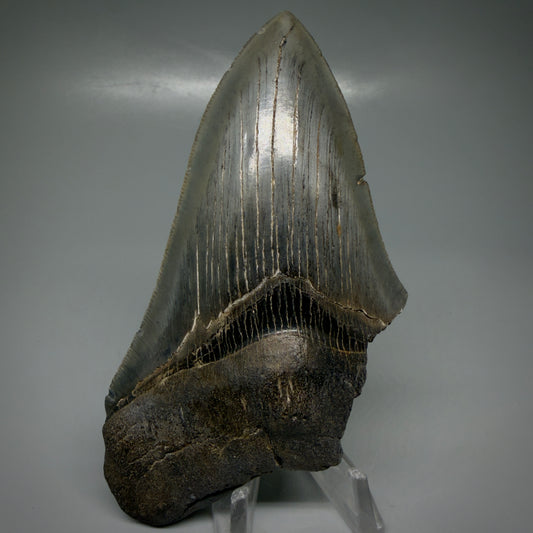 Front View Affordable, sharply serrated 4.58" Fossil Megalodon Tooth - Georgia CM6094