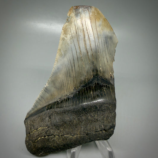 Front View Affordable, sharply serrated 4.66" Fossil Megalodon Tooth - Georgia CM6093