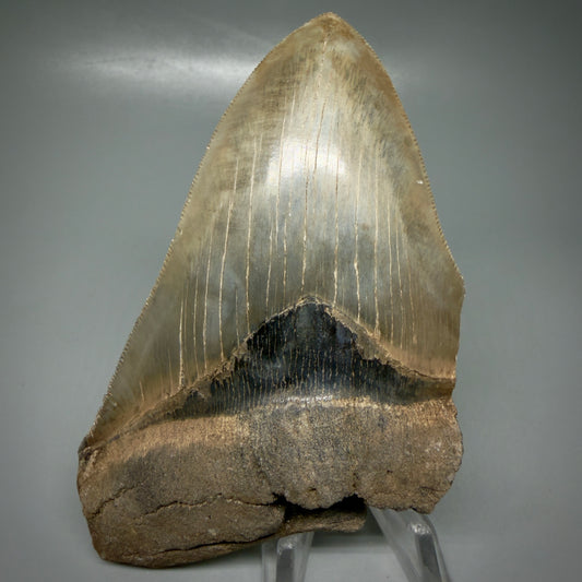 Front View Affordable, sharply serrated 4.78" Fossil Megalodon Tooth - Georgia CM6095