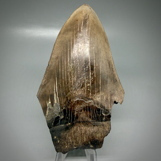 Front View Affordable, sharply serrated 4.98" Fossil Megalodon Tooth - Georgia CM6096