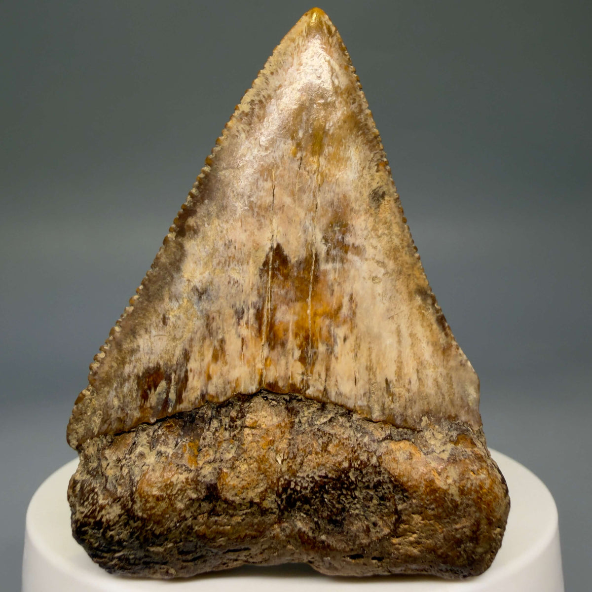 Front View Amazing colors and prints, sharply serrated 2.35" Fossil Great White Shark Tooth - Indonesia megalodonteeth.com GW1406