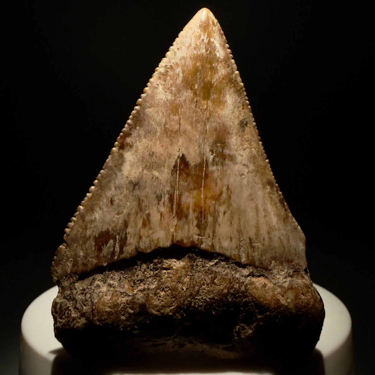 Front View Amazing colors and prints, sharply serrated 2.35" Fossil Great White Shark Tooth - Indonesia megalodonteeth.com GW1406 - 1