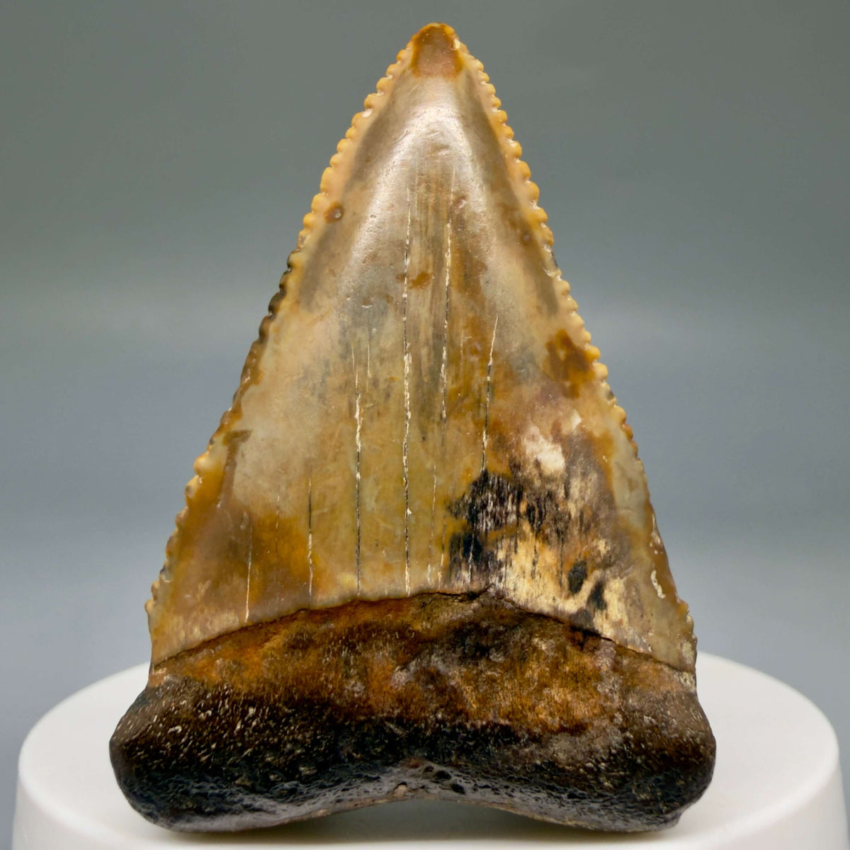 Front View Amazing colors and prints, sharply serrated, collector's quality 2.10" Fossil Great White Shark Tooth - Indonesia megalodonteeth.com GW1405