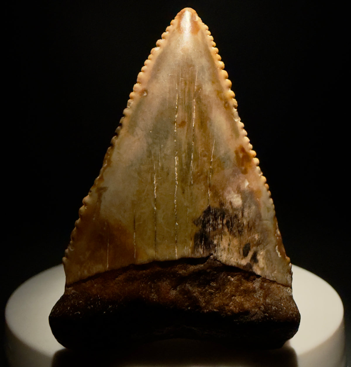 Front View Amazing colors and prints, sharply serrated, collector's quality 2.10" Fossil Great White Shark Tooth - Indonesia megalodonteeth.com GW1405 - 1