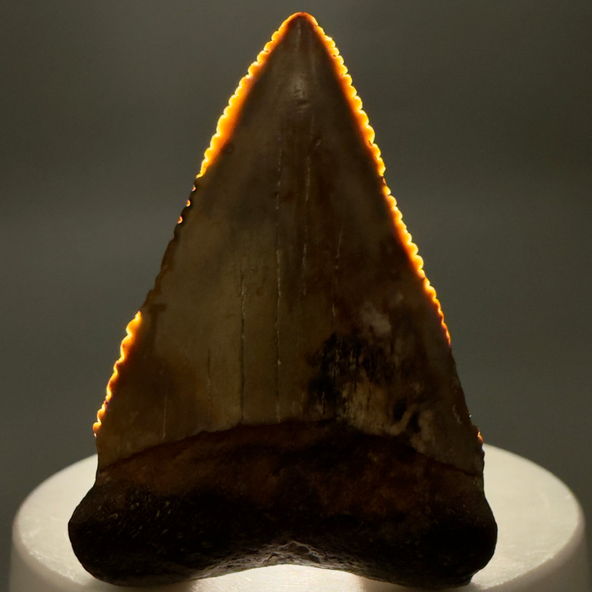 Front View Amazing colors and prints, sharply serrated, collector's quality 2.10" Fossil Great White Shark Tooth - Indonesia megalodonteeth.com GW1405 - 2