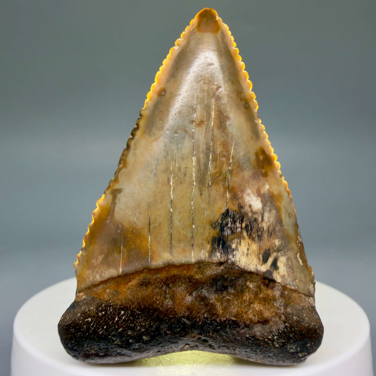 Front View Amazing colors and prints, sharply serrated, collector's quality 2.10" Fossil Great White Shark Tooth - Indonesia megalodonteeth.com GW1405 - 3