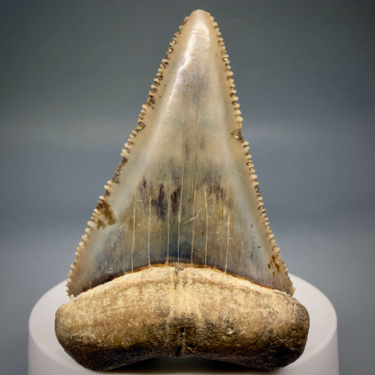 Front View Amazing colors and prints, sharply serrated, collector's quality 2.39" Fossil Great White Shark Tooth - Indonesia megalodonteeth.com GW1407