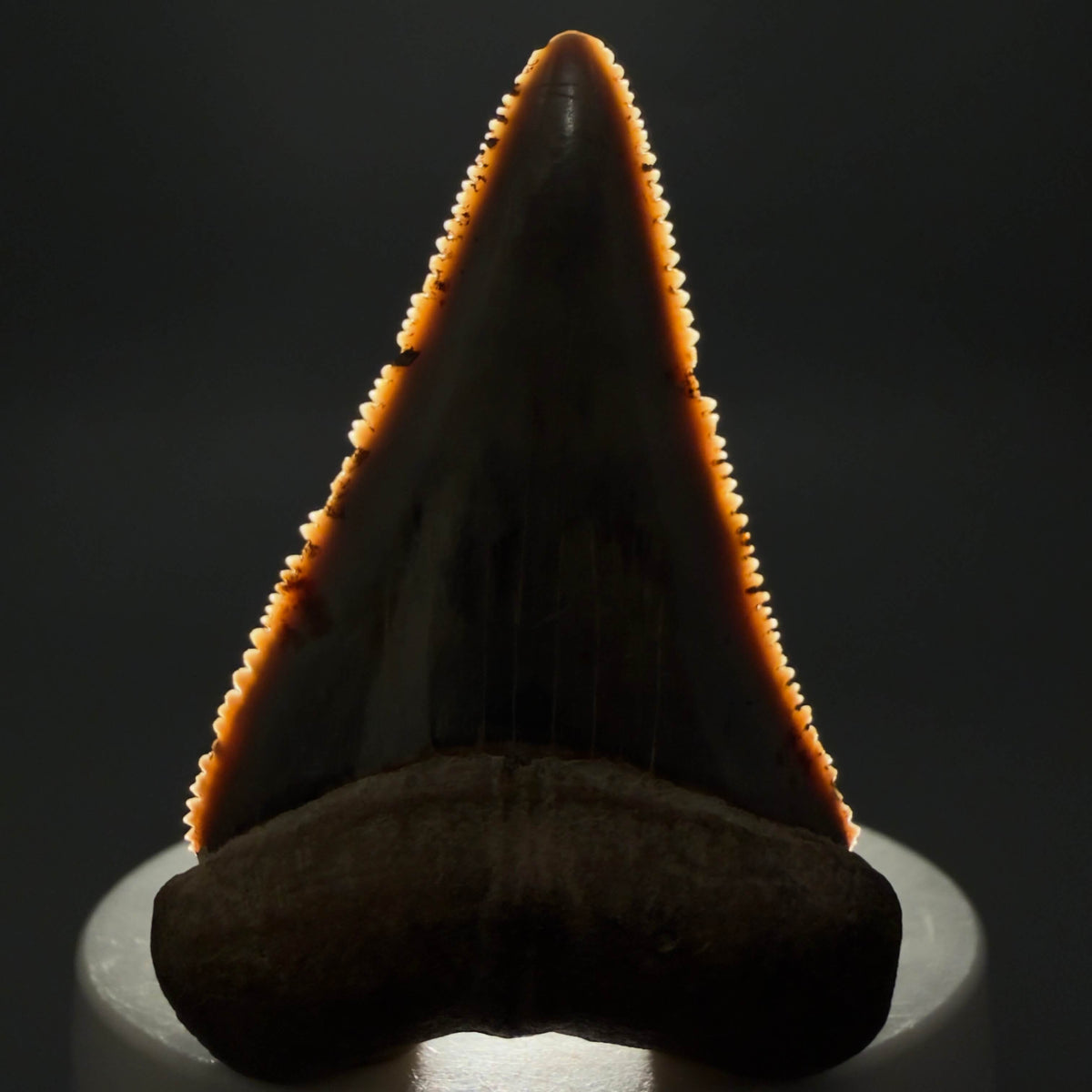Front View Amazing colors and prints, sharply serrated, collector's quality 2.39" Fossil Great White Shark Tooth - Indonesia megalodonteeth.com GW1407 - 3