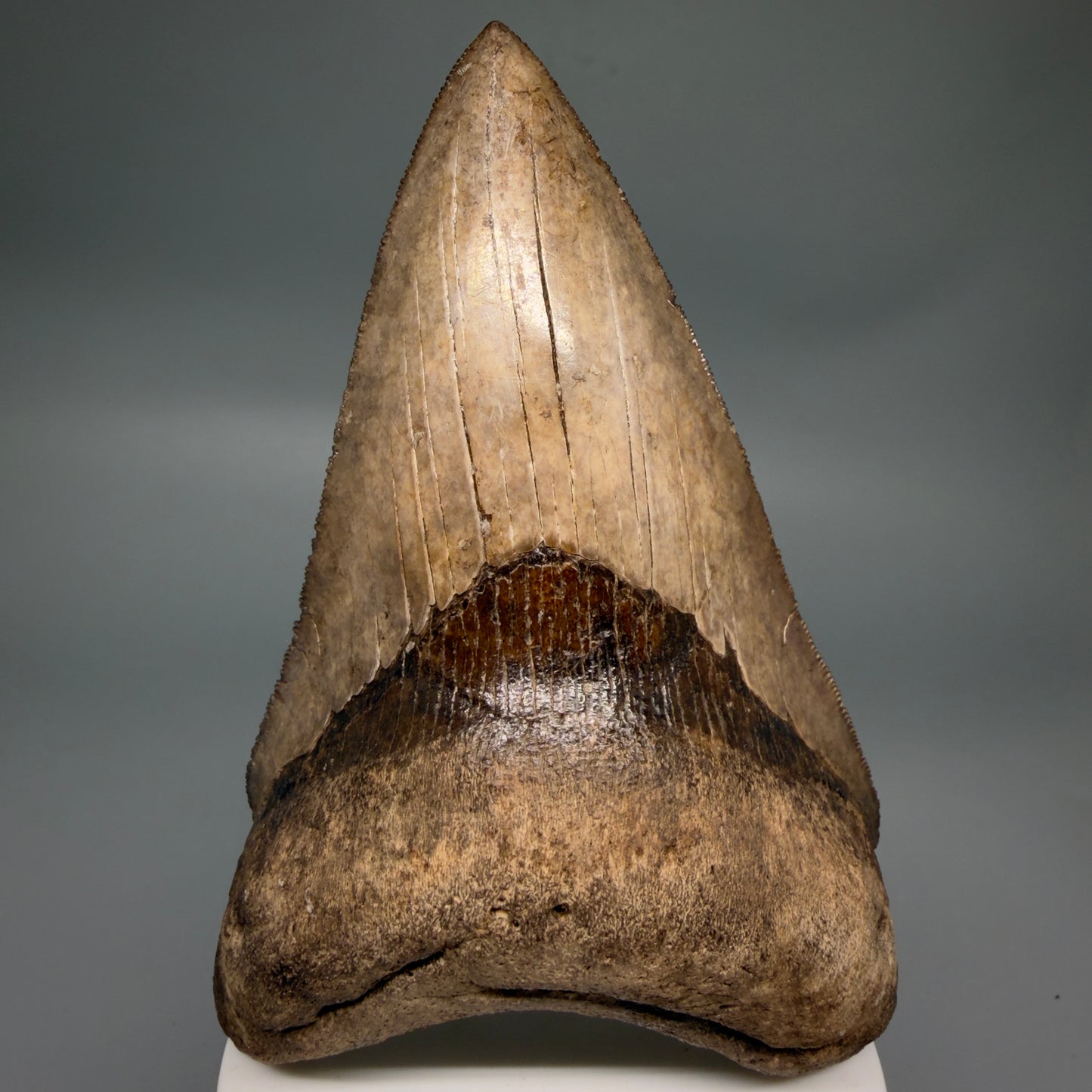 Front View Amazing prints, lower 4.61" Fossil Megalodon Tooth from Georgia MJ188 
