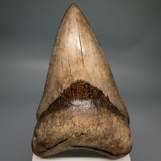 Front View Amazing prints, lower 4.61" Fossil Megalodon Tooth from Georgia MJ188 