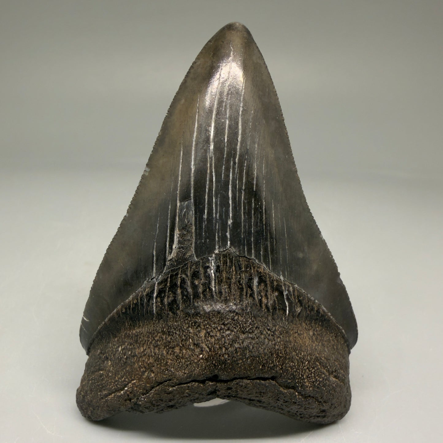 Front View Authentic 3.12" Megalodon Tooth – Colorful Fossil Megalodon Tooth from South Carolina for Sale CM5773