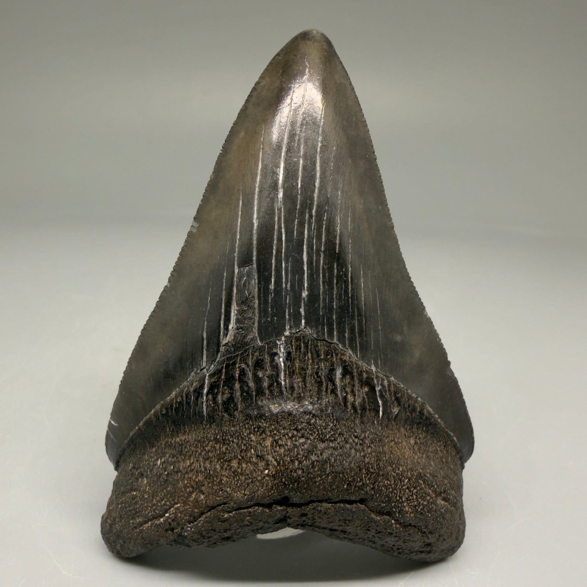 Front View Authentic 3.12" Megalodon Tooth – Colorful Fossil Megalodon Tooth from South Carolina for Sale CM5773