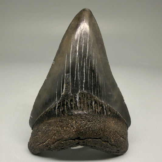 Front View Authentic 3.12" Megalodon Tooth – Colorful Fossil Megalodon Tooth from South Carolina for Sale CM5773