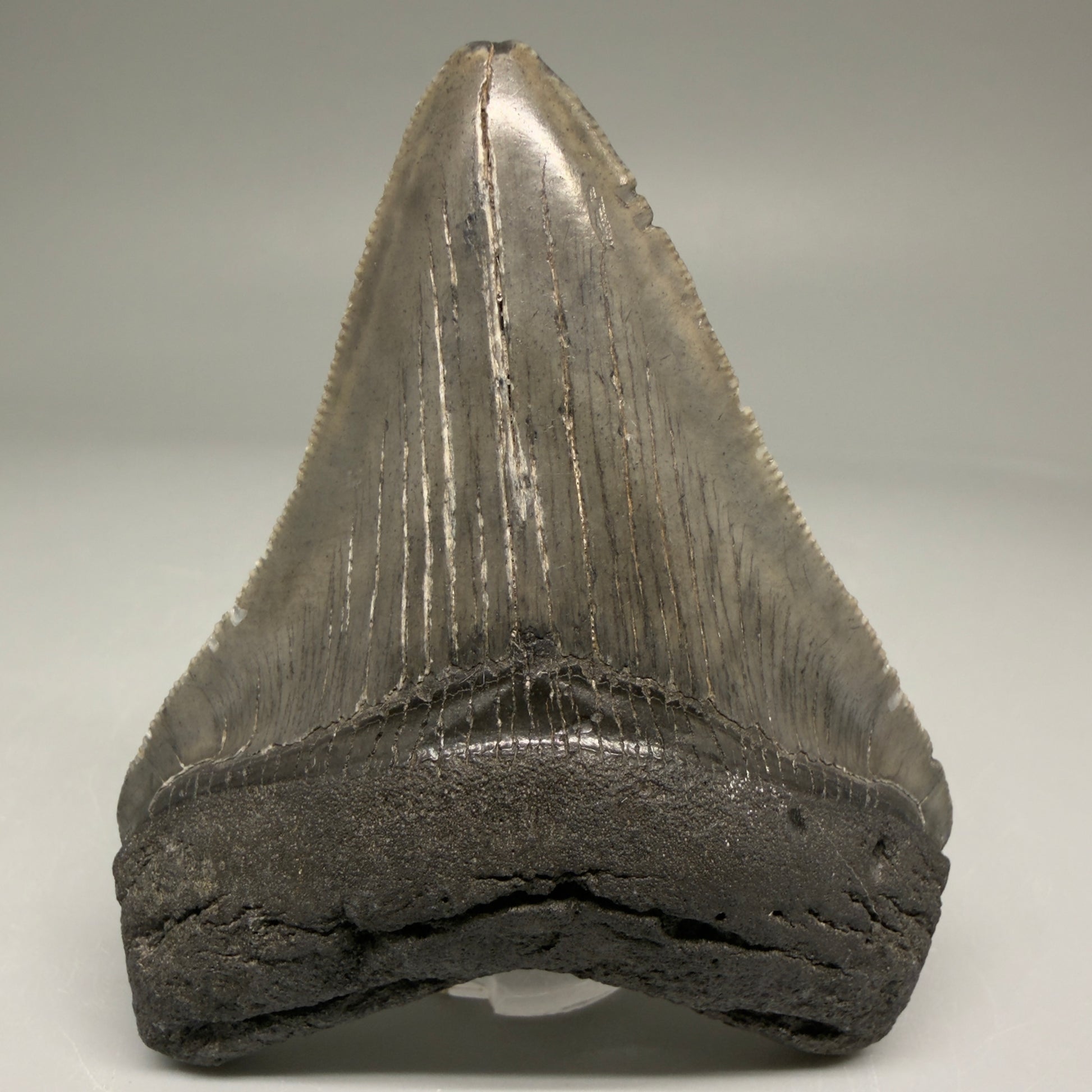 Front View Authentic 3.15" Megalodon Tooth – Colorful Fossil Megalodon Tooth from South Carolina for Sale CM5774