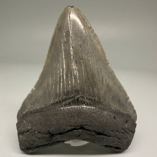 Front View Authentic 3.15" Megalodon Tooth – Colorful Fossil Megalodon Tooth from South Carolina for Sale CM5774