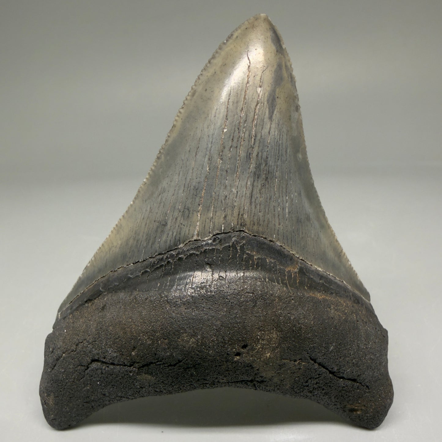 Front View Authentic 3.32" Megalodon Tooth – Colorful Fossil Megalodon Tooth from South Carolina for Sale CM5775