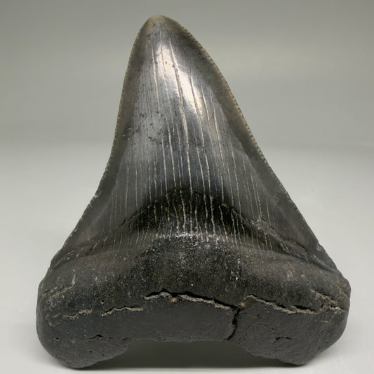 Front View Authentic 3.33" Megalodon Tooth – Colorful Fossil Megalodon Tooth from South Carolina for Sale CM5780