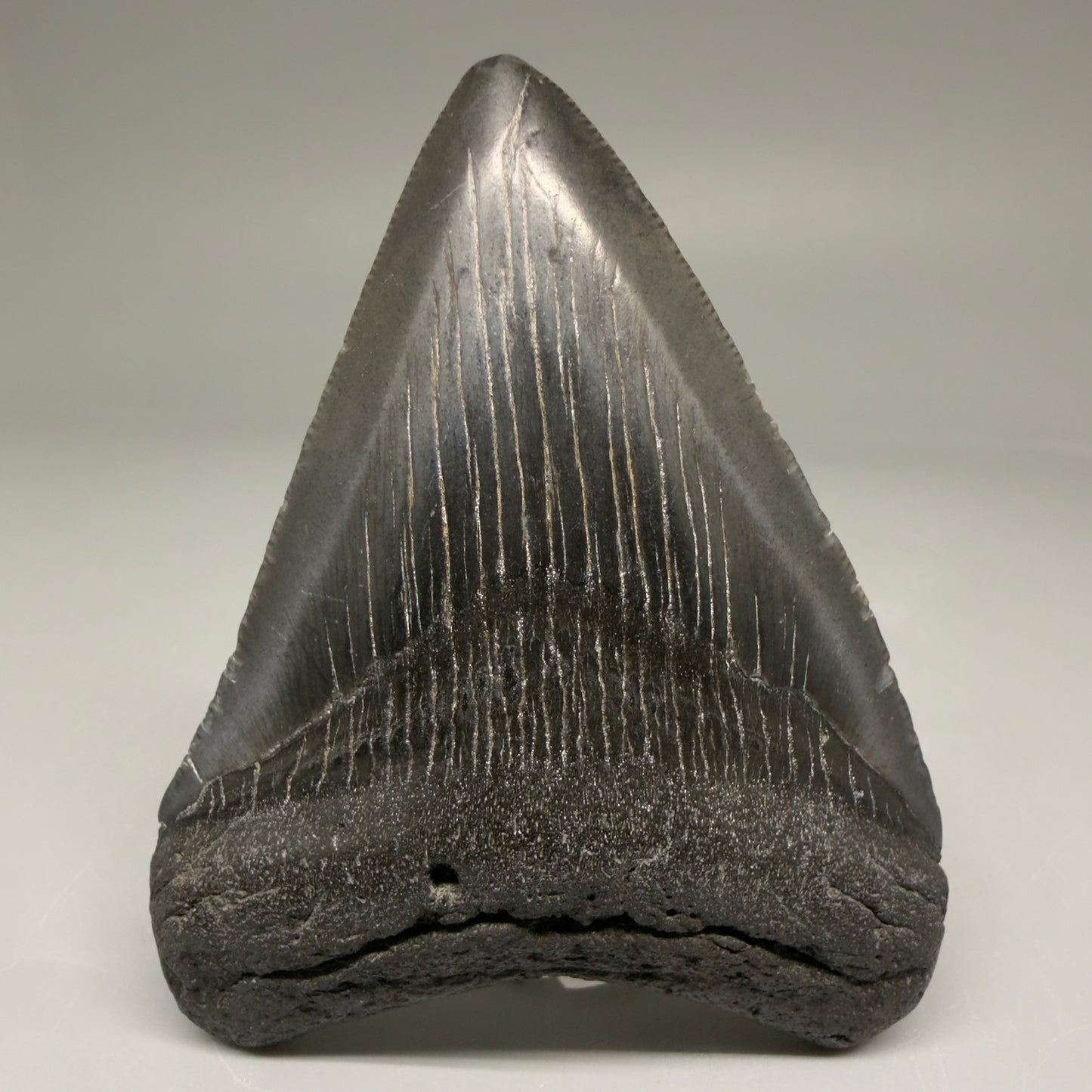 Front View Authentic 3.36" Megalodon Tooth – Colorful Fossil Megalodon Tooth from South Carolina for Sale CM5778