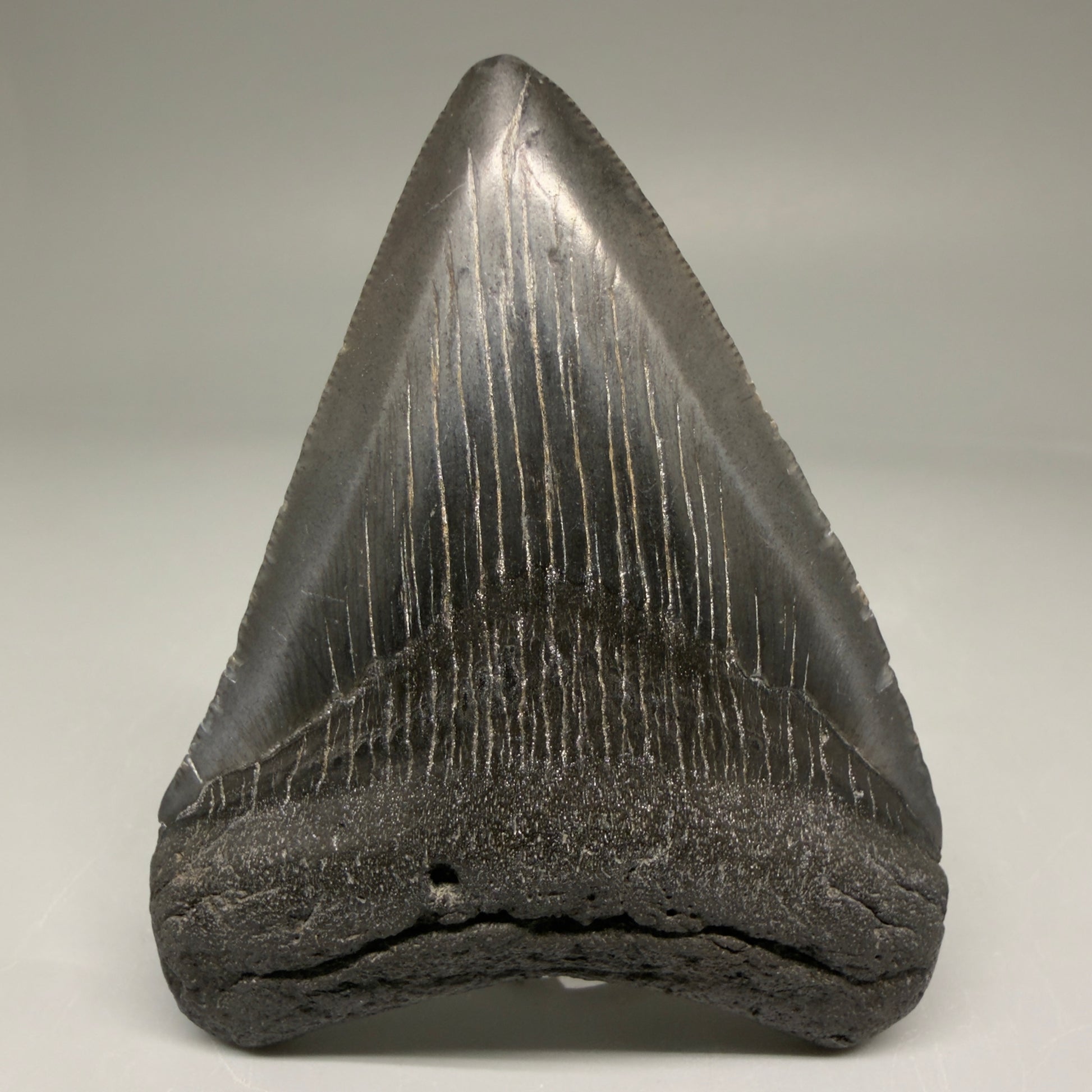 Front View Authentic 3.36" Megalodon Tooth – Colorful Fossil Megalodon Tooth from South Carolina for Sale CM5778