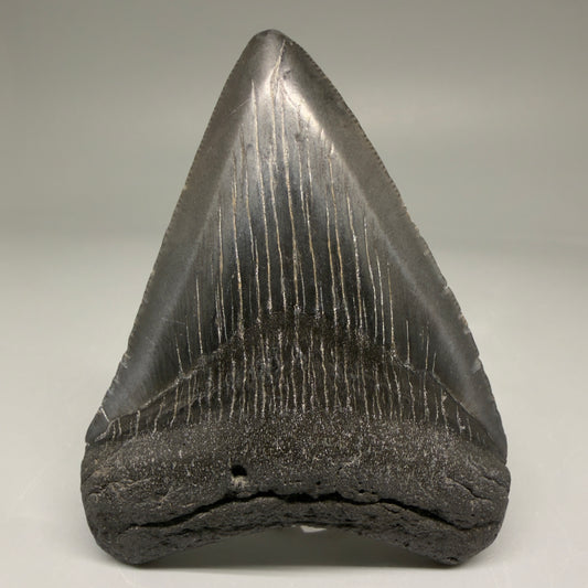 Front View Authentic 3.36" Megalodon Tooth – Colorful Fossil Megalodon Tooth from South Carolina for Sale CM5778