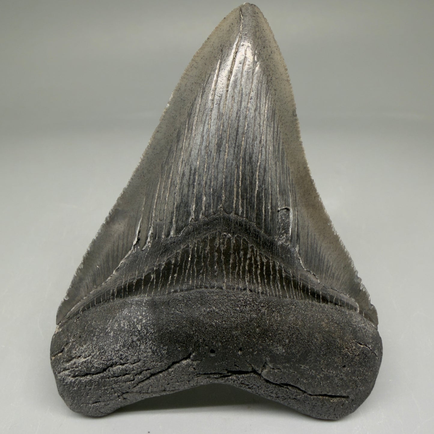 Front View Authentic 3.48" Megalodon Tooth – Colorful Fossil Megalodon Tooth from South Carolina for Sale CM5777