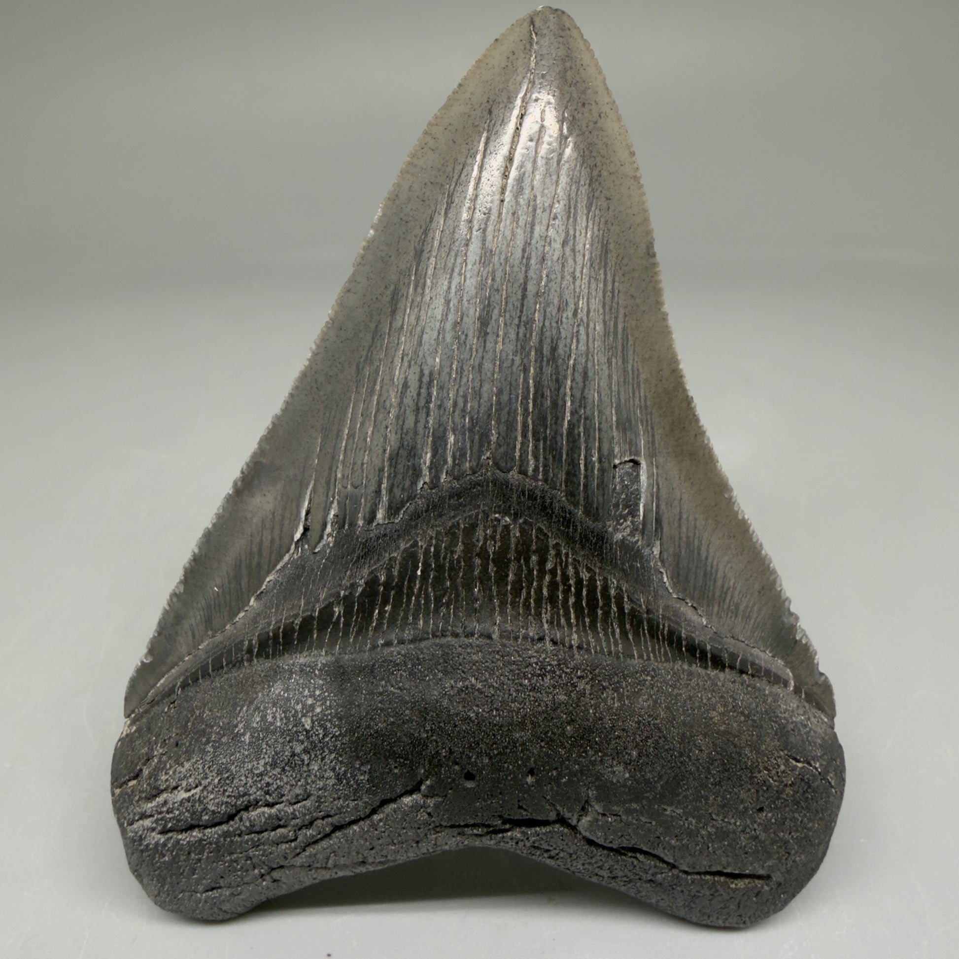 Front View Authentic 3.48" Megalodon Tooth – Colorful Fossil Megalodon Tooth from South Carolina for Sale CM5777