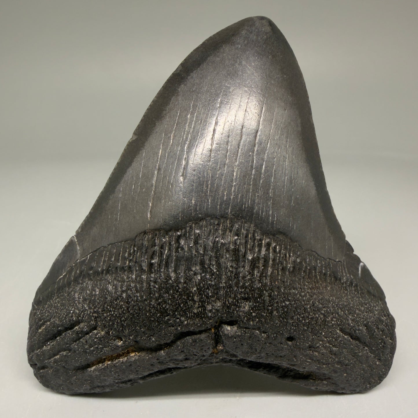 Front View Authentic 3.49" Megalodon Tooth – Colorful Fossil Megalodon Tooth from South Carolina for Sale CM5781