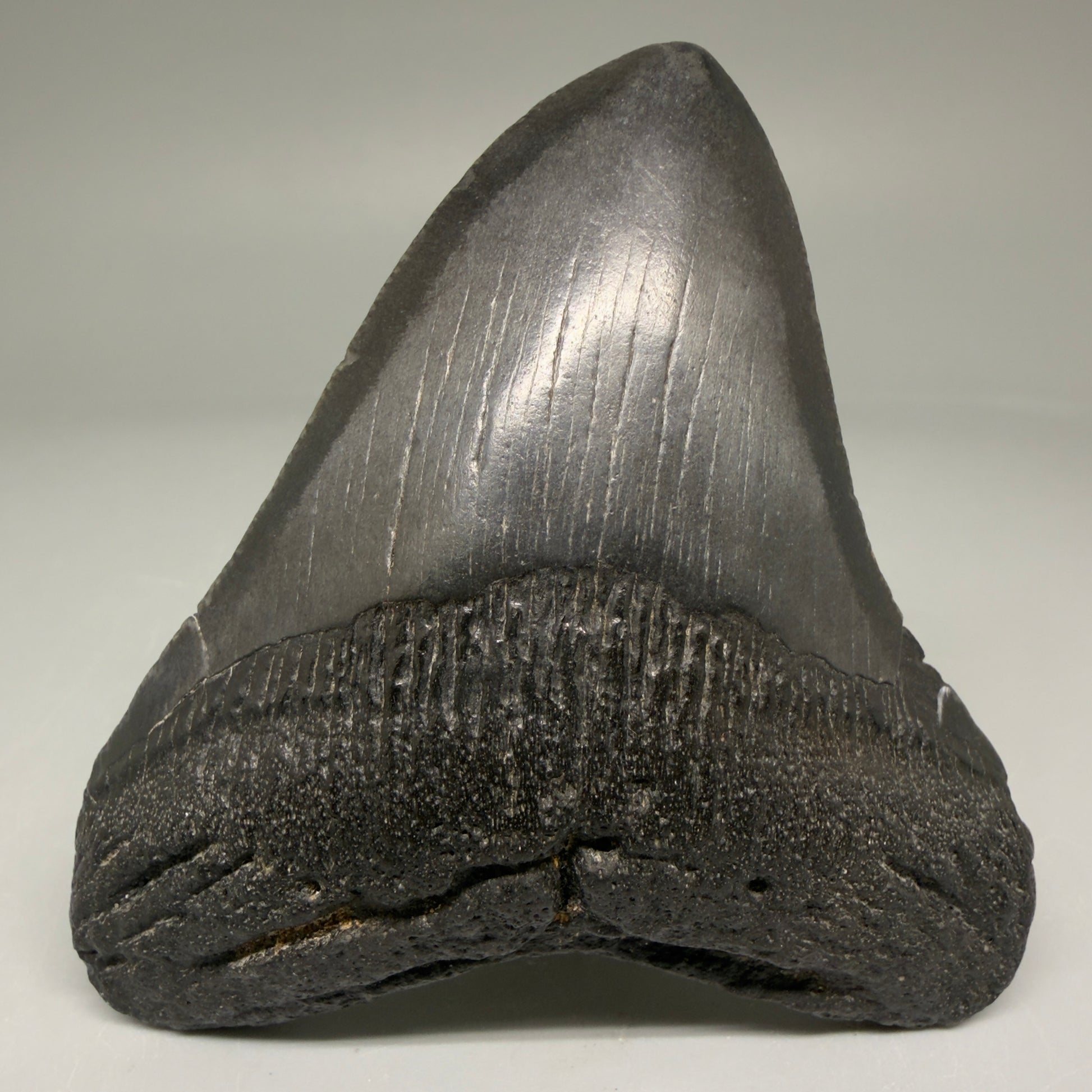 Front View Authentic 3.49" Megalodon Tooth – Colorful Fossil Megalodon Tooth from South Carolina for Sale CM5781