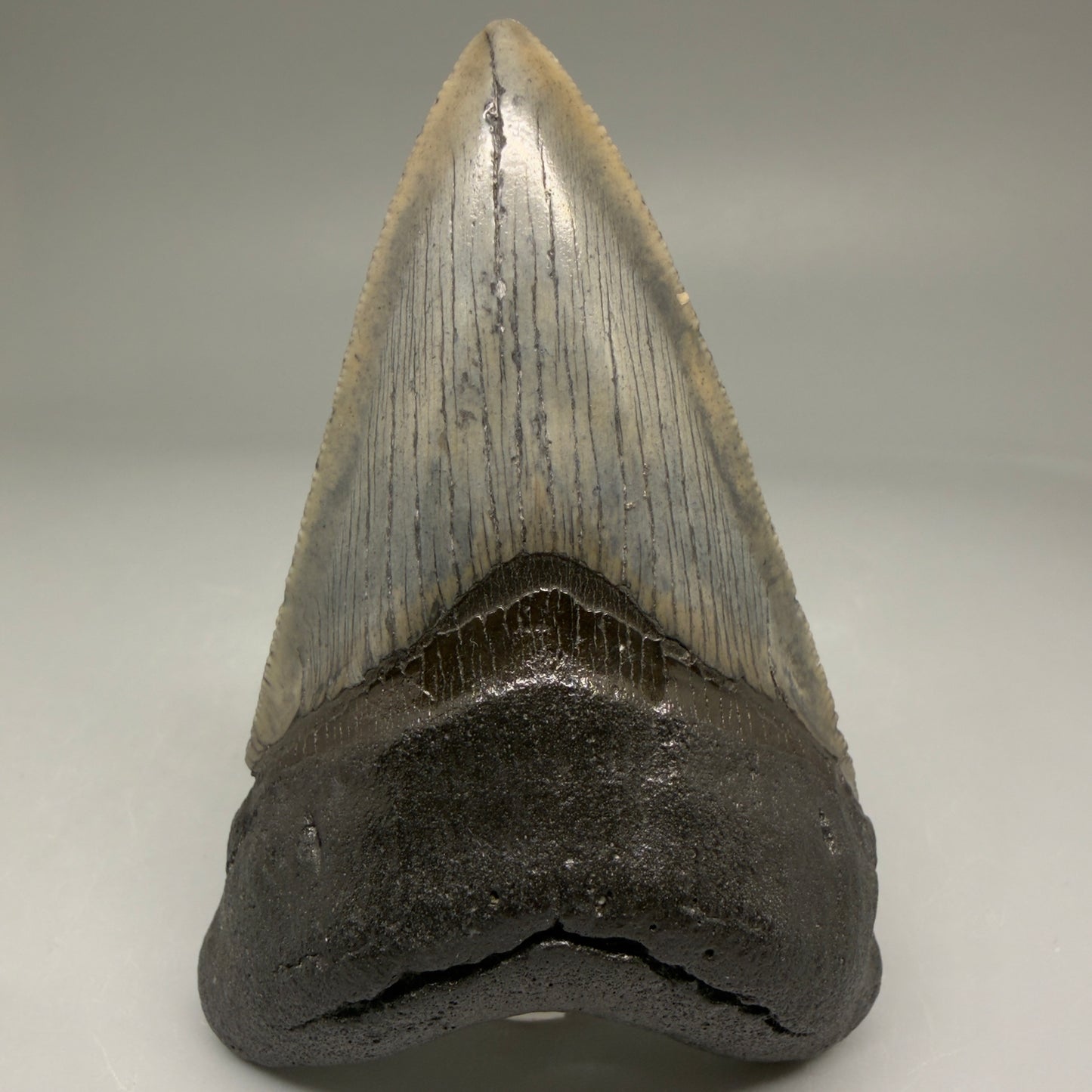 Front View Authentic 3.52" Megalodon Tooth – Colorful Fossil Megalodon Tooth from South Carolina for Sale CM5779 