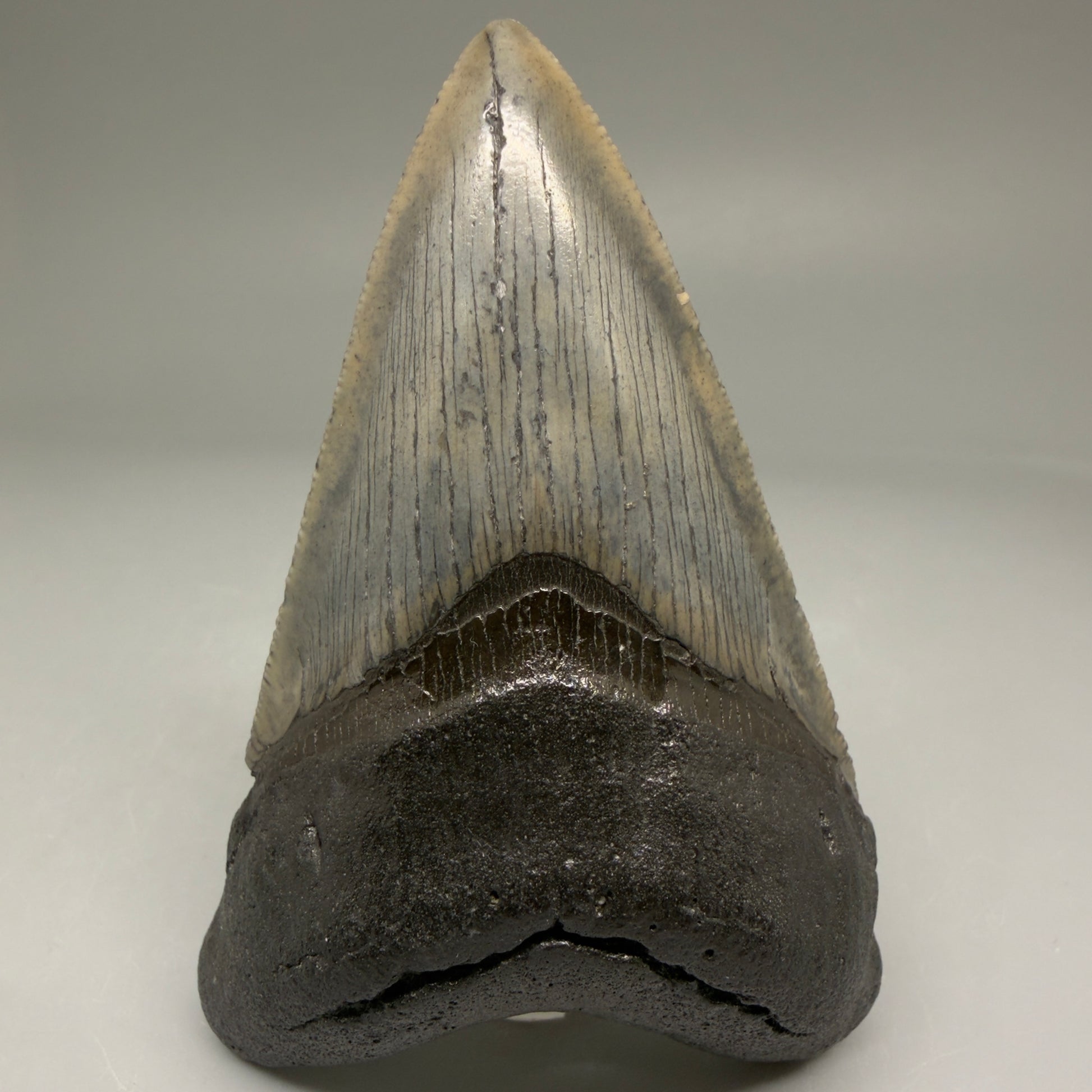 Front View Authentic 3.52" Megalodon Tooth – Colorful Fossil Megalodon Tooth from South Carolina for Sale CM5779 