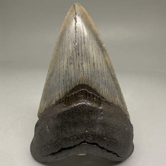 Front View Authentic 3.52" Megalodon Tooth – Colorful Fossil Megalodon Tooth from South Carolina for Sale CM5779 