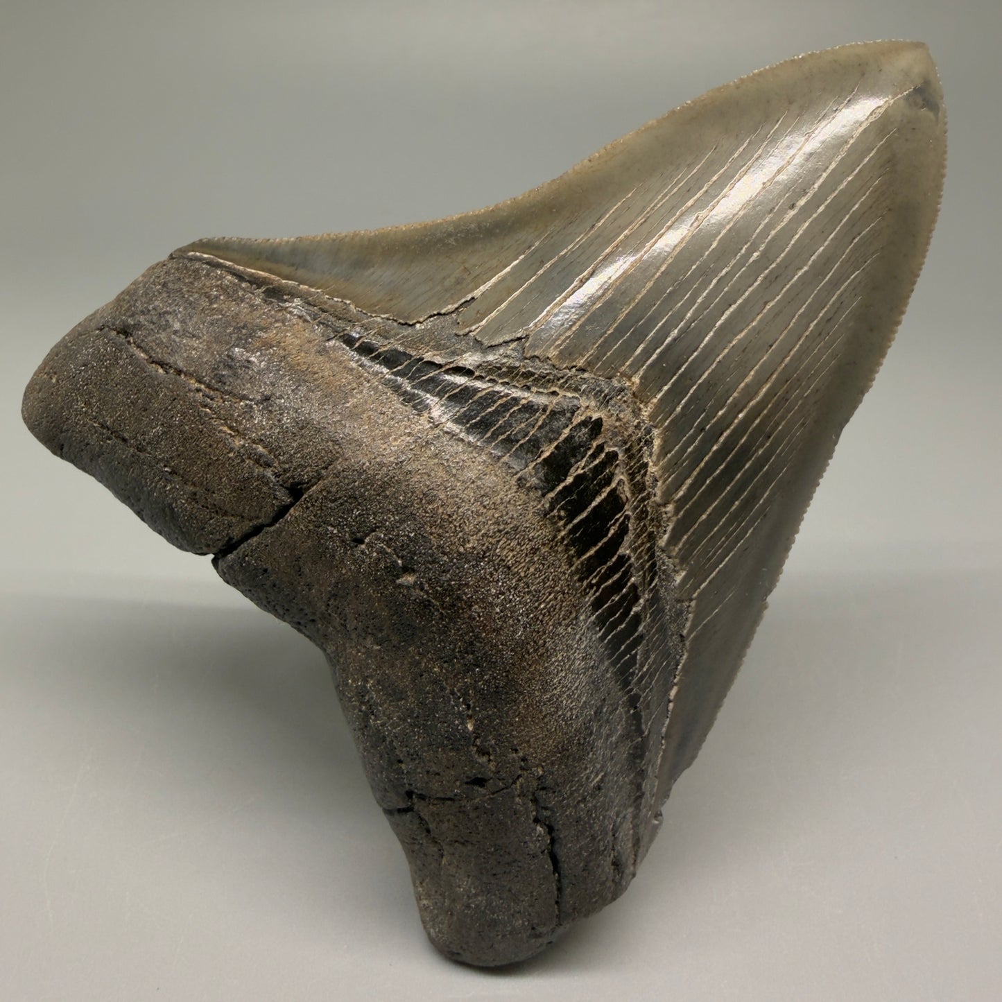Front View Authentic 3.75" Collector Megalodon Tooth – Colorful Fossil Megalodon Tooth from South Carolina for Sale CM5519