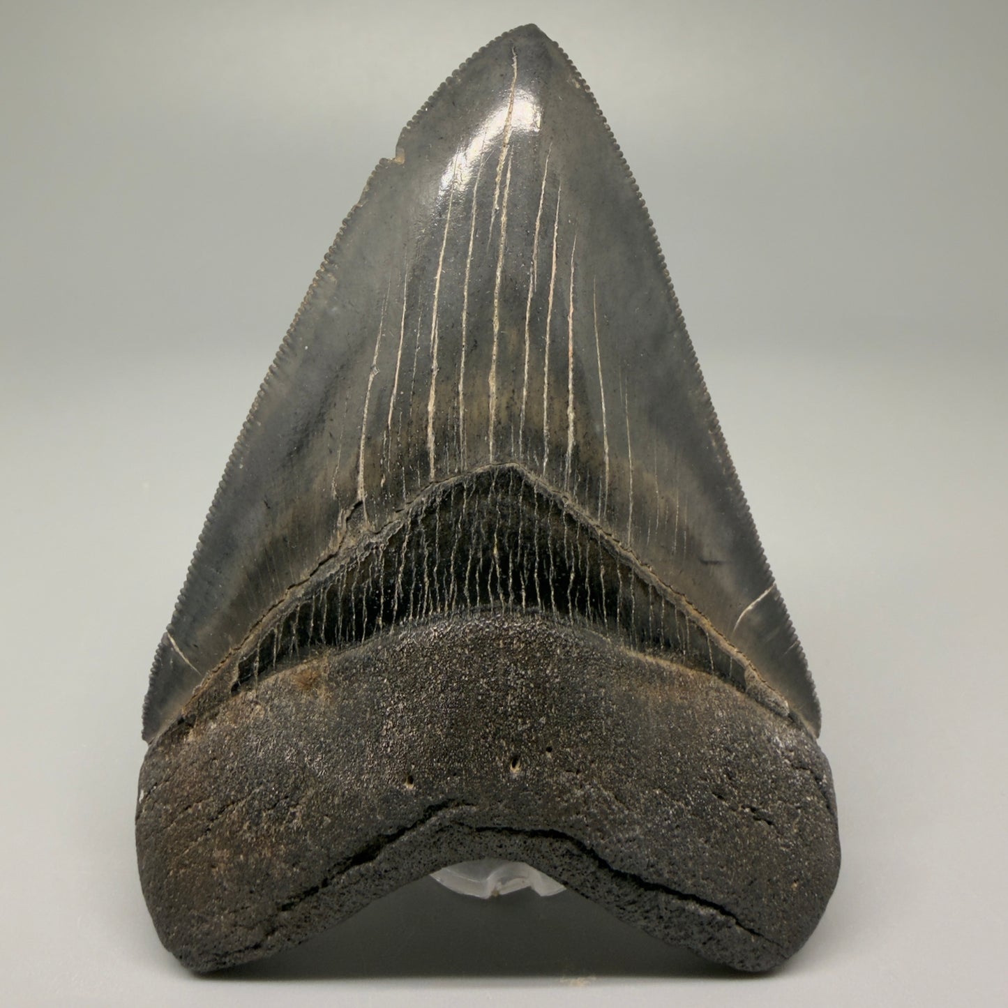 Front View Authentic 3.92" Collector Megalodon Tooth – Colorful Fossil Megalodon Tooth from South Carolina for Sale CM5405 
