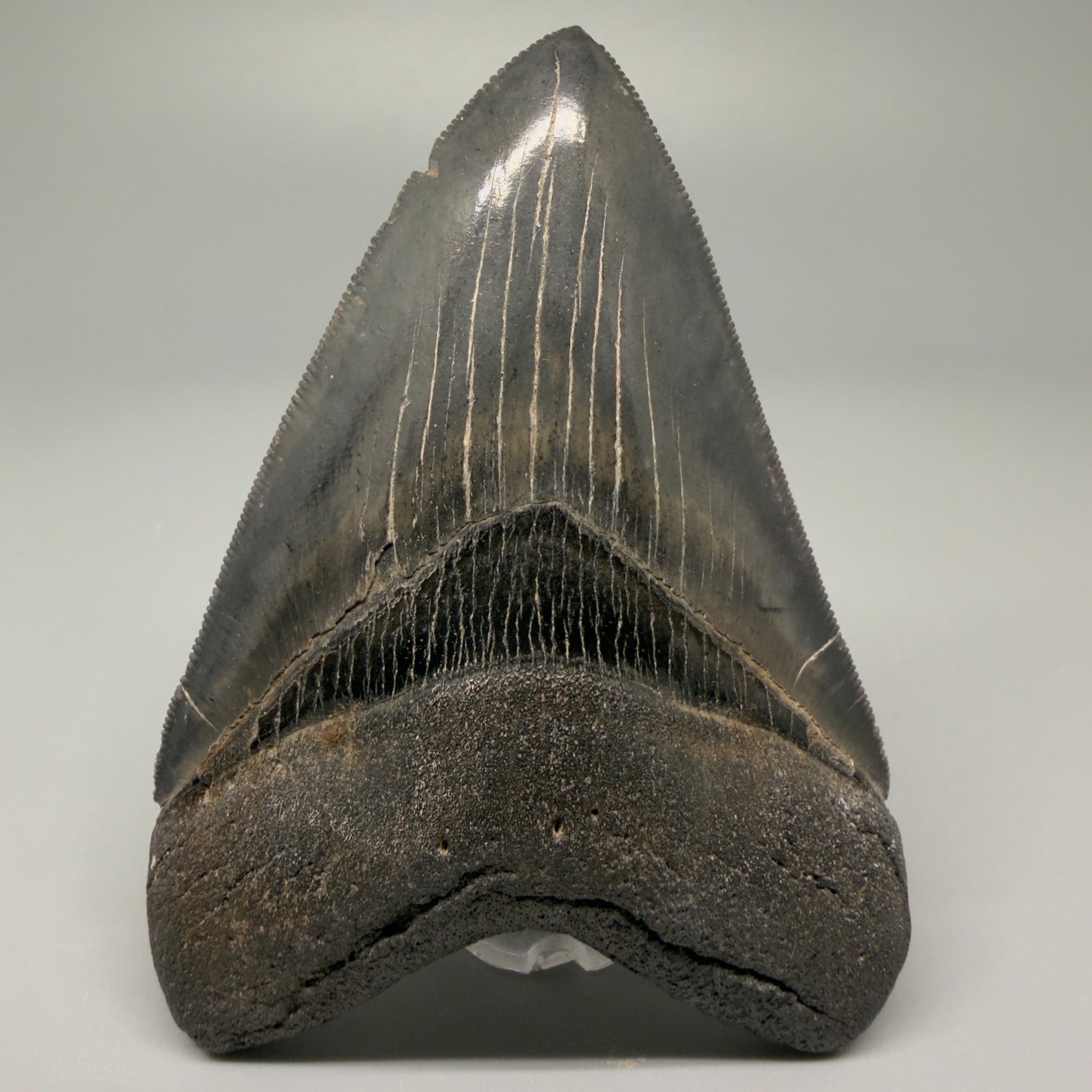 Front View Authentic 3.92" Collector Megalodon Tooth – Colorful Fossil Megalodon Tooth from South Carolina for Sale CM5405 