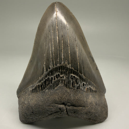 Front View Authentic 3.97" Megalodon Tooth – Colorful Fossil Megalodon Tooth from South Carolina for Sale CM5785 