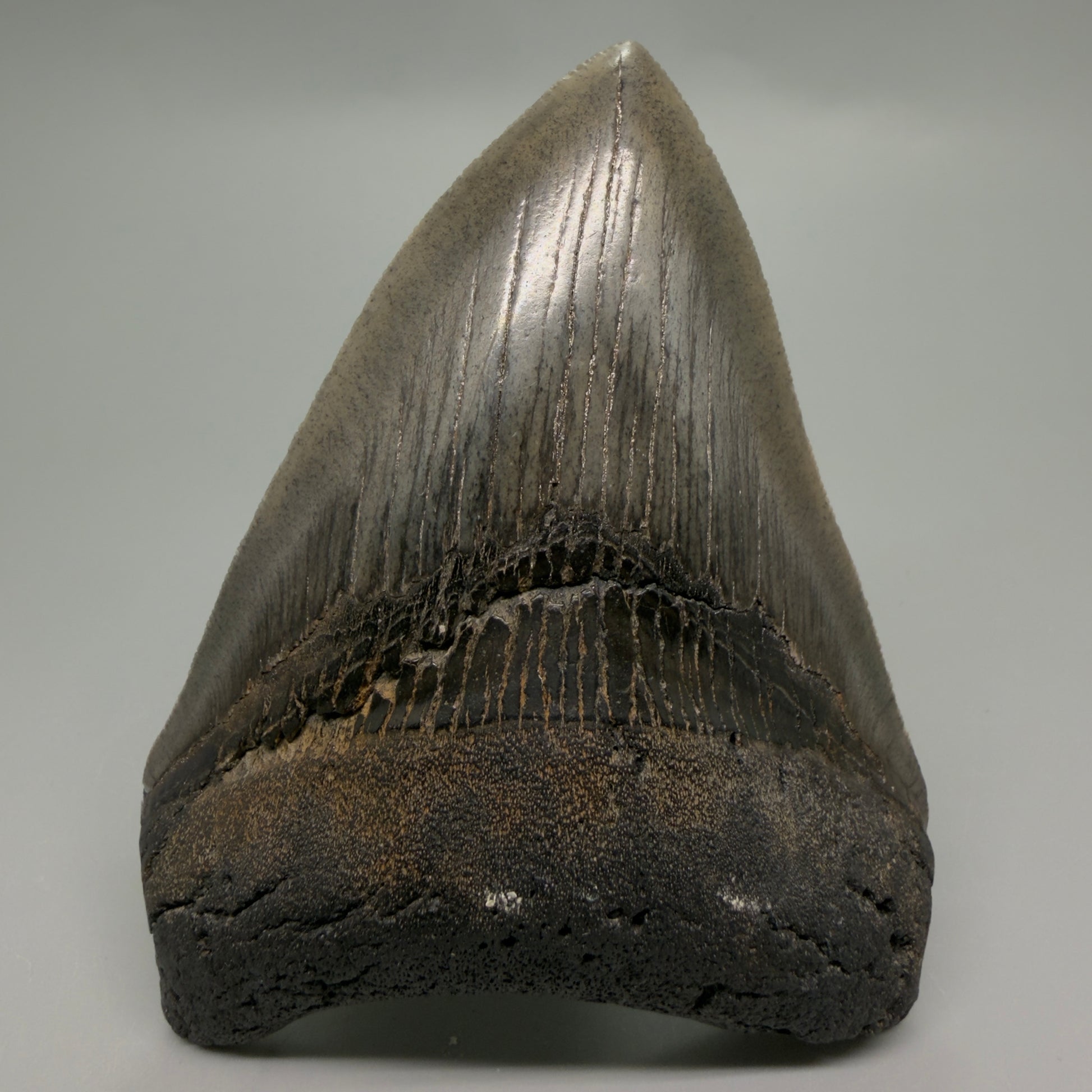 Front View Authentic 4.04" Collector Megalodon Tooth from South Carolina – Very Colorful CM6255