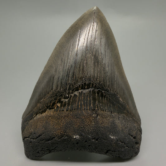 Front View Authentic 4.04" Collector Megalodon Tooth from South Carolina – Very Colorful CM6255