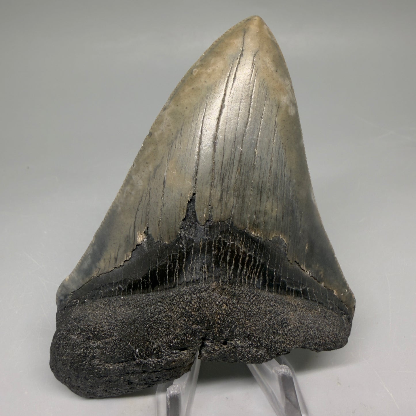 Front View Authentic 4.17" Megalodon Tooth from South Carolina – Great Shape megalodonteeth.com CM5555