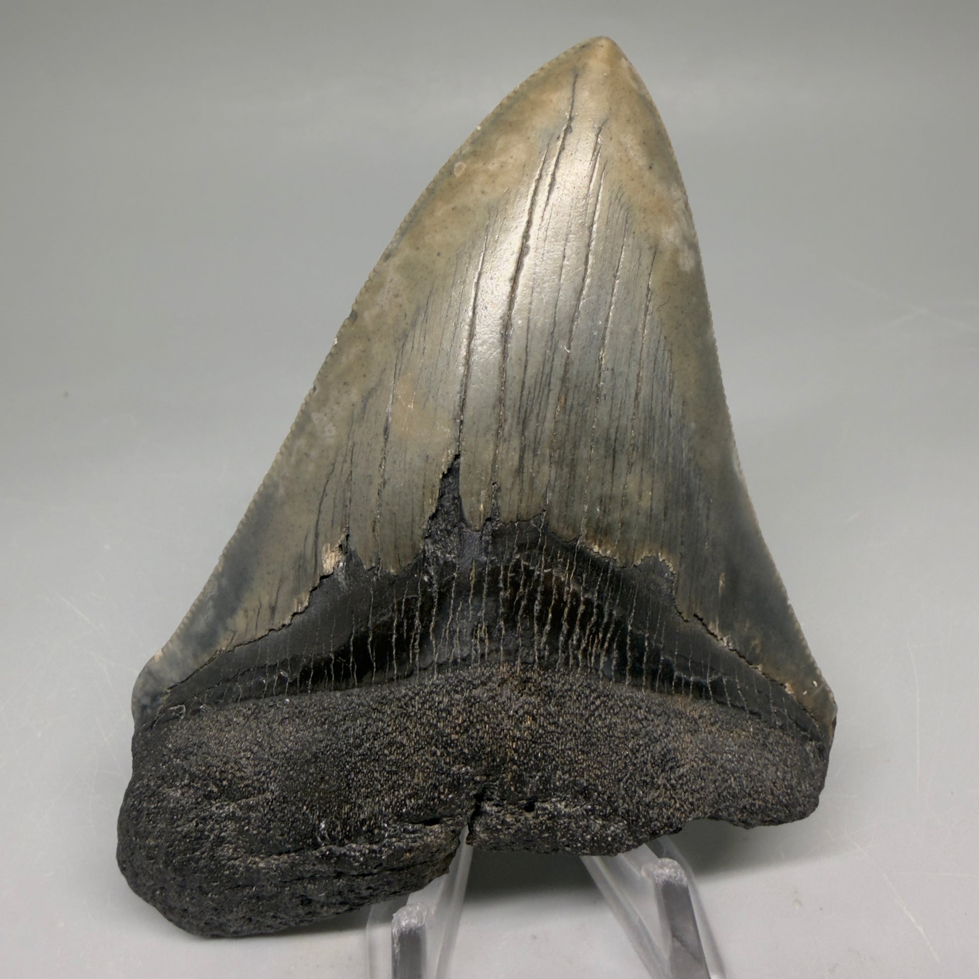 Front View Authentic 4.17" Megalodon Tooth from South Carolina – Great Shape megalodonteeth.com CM5555