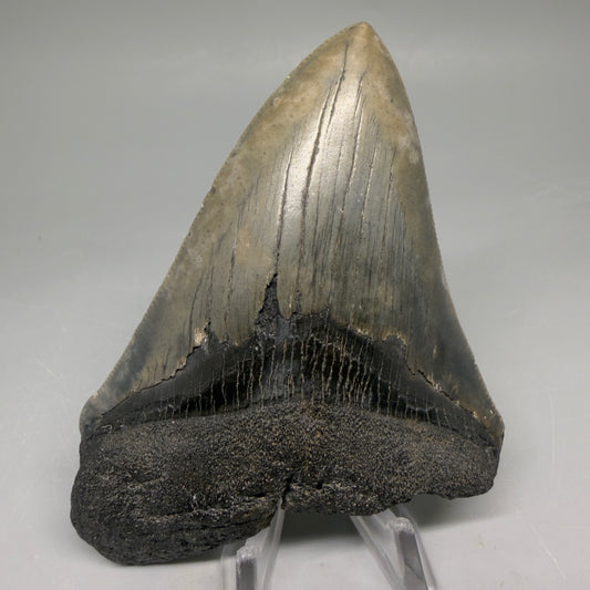 Front View Authentic 4.17" Megalodon Tooth from South Carolina – Great Shape megalodonteeth.com CM5555