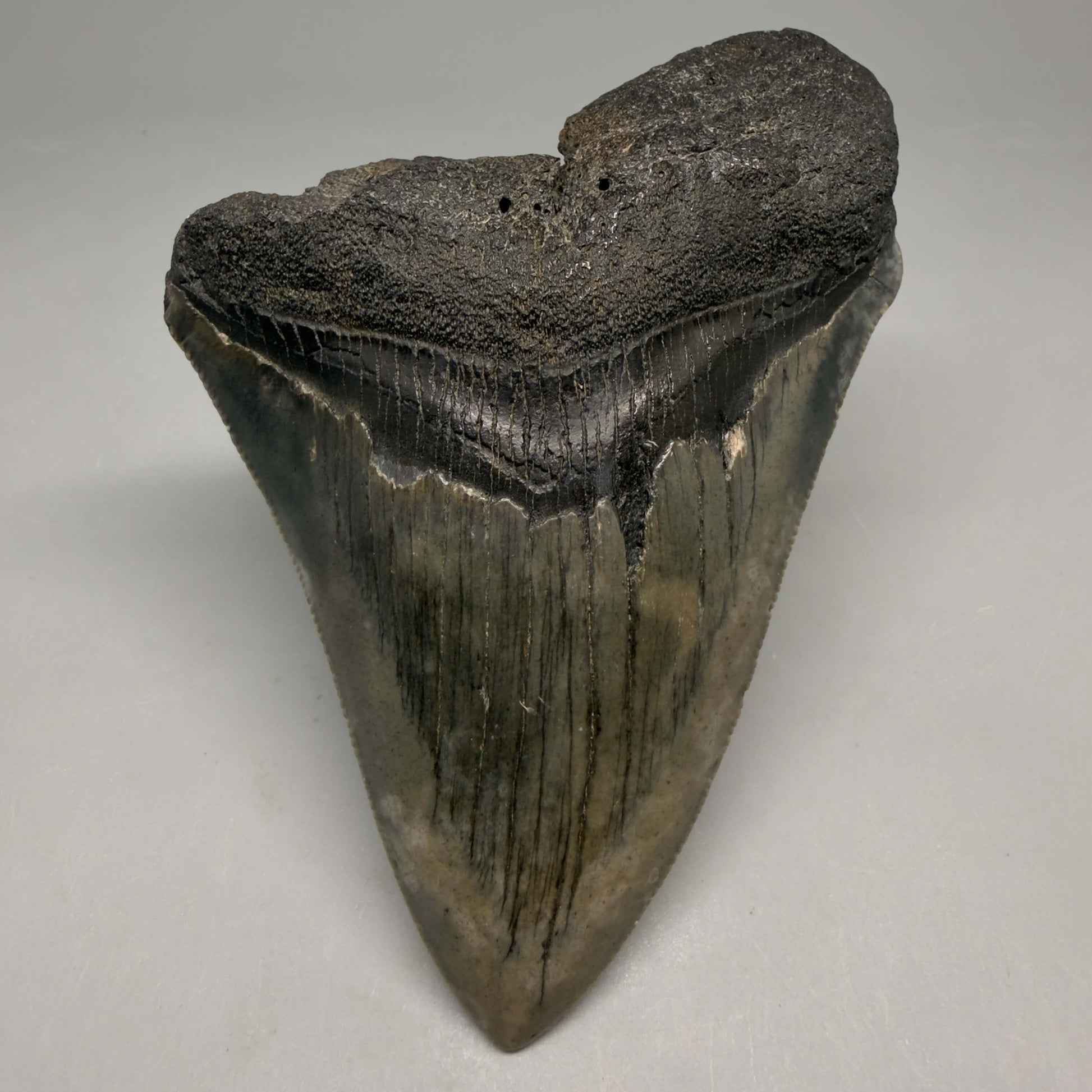 Front View Authentic 4.17" Megalodon Tooth from South Carolina – Great Shape megalodonteeth.com CM5555 - 1