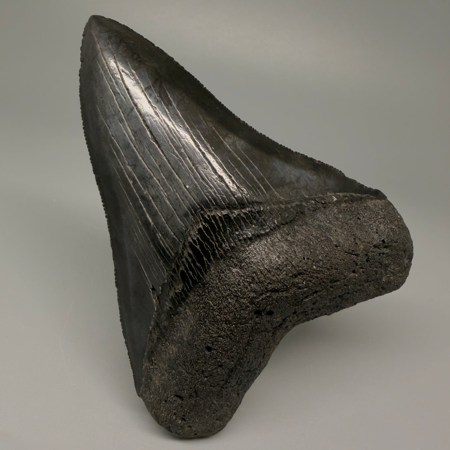 Front View Authentic 4.21" Collector Megalodon Tooth – Jet Black Fossil Megalodon Tooth from South Carolina for Sale CM5406 