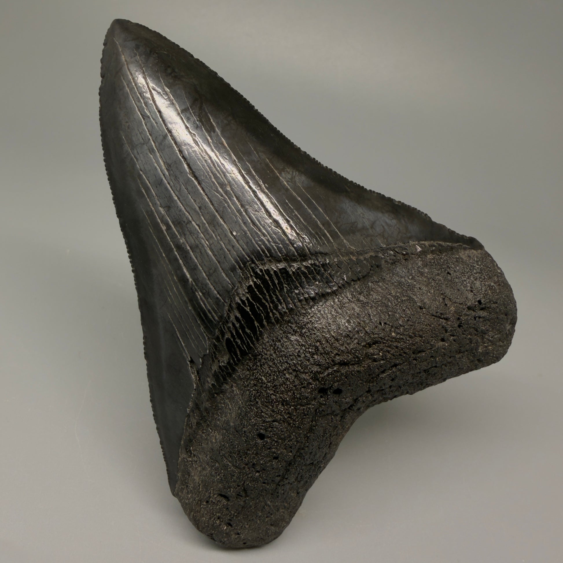 Front View Authentic 4.21" Collector Megalodon Tooth – Jet Black Fossil Megalodon Tooth from South Carolina for Sale CM5406 