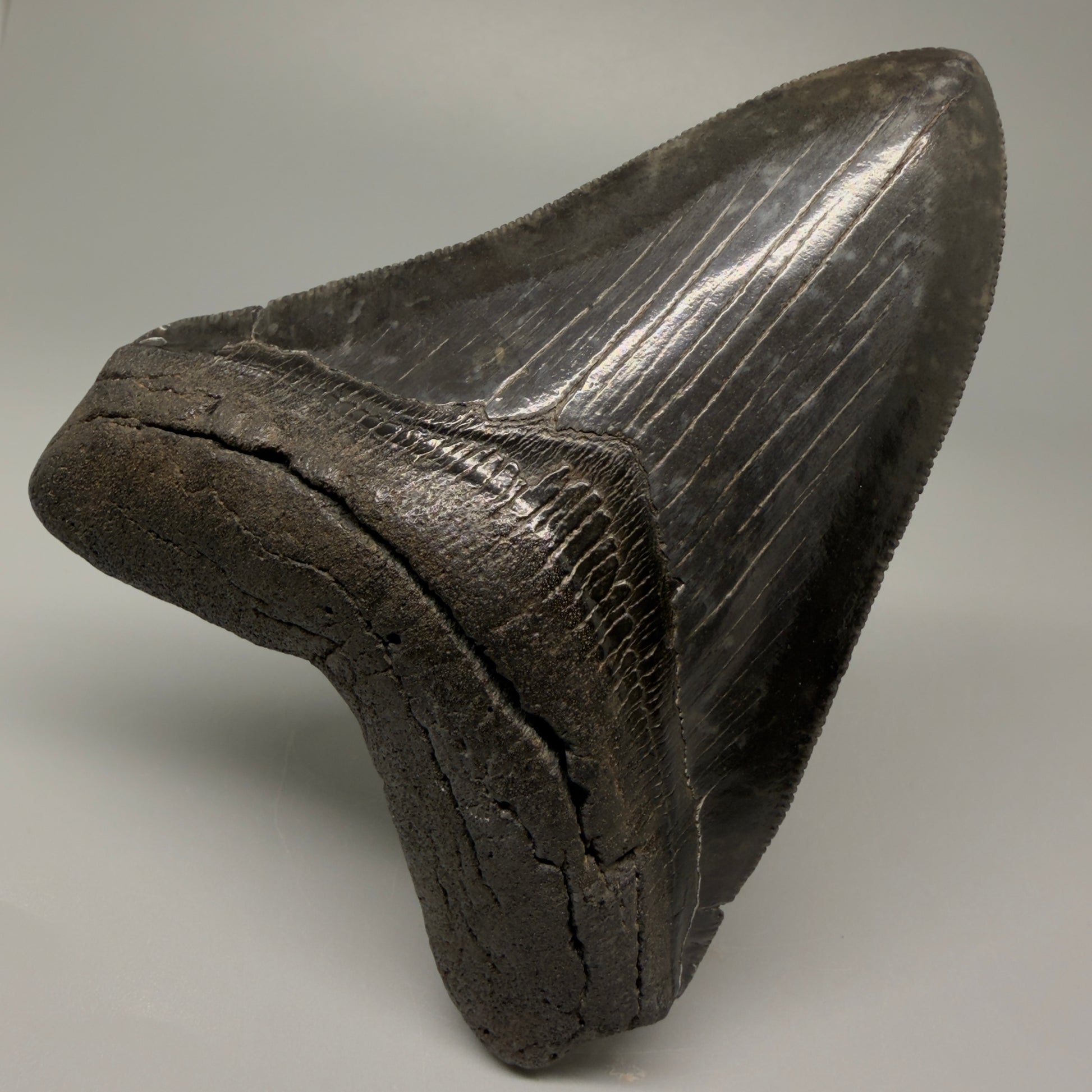 Front View Authentic 4.29" Collector Megalodon Tooth – Jet Black Fossil Megalodon Tooth from South Carolina for Sale CM5407 