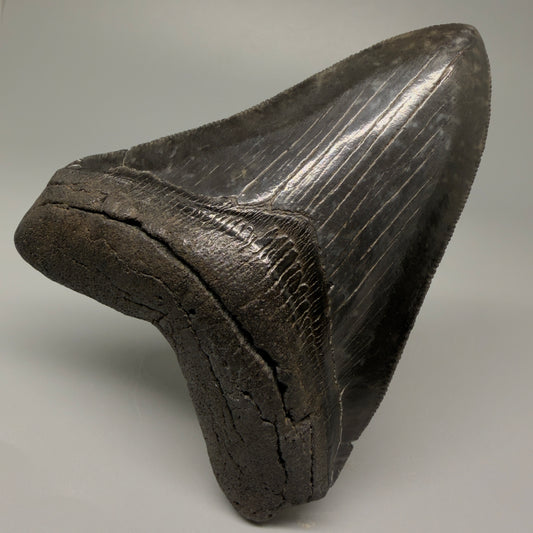 Front View Authentic 4.29" Collector Megalodon Tooth – Jet Black Fossil Megalodon Tooth from South Carolina for Sale CM5407 