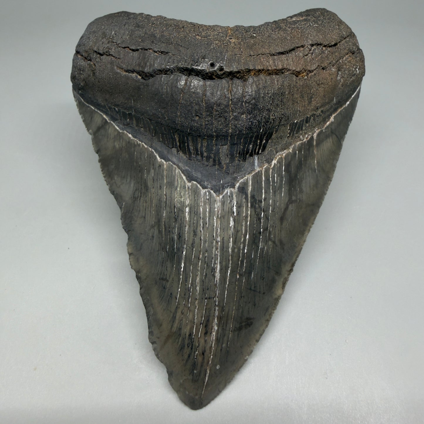 Front View Authentic 4.46" Collector Megalodon Tooth from South Carolina – Very Colorful CM6259