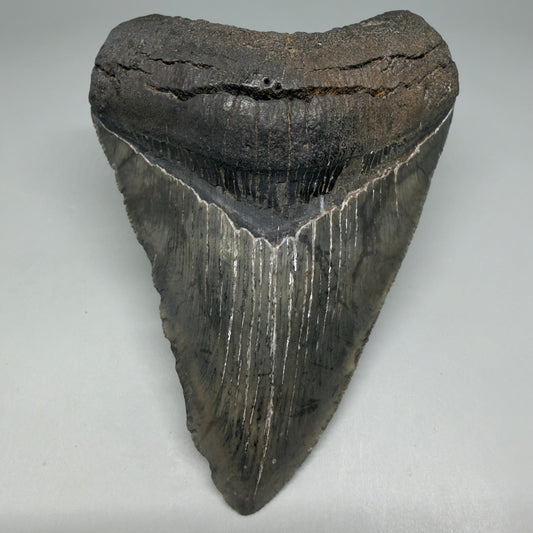 Front View Authentic 4.46" Collector Megalodon Tooth from South Carolina – Very Colorful CM6259