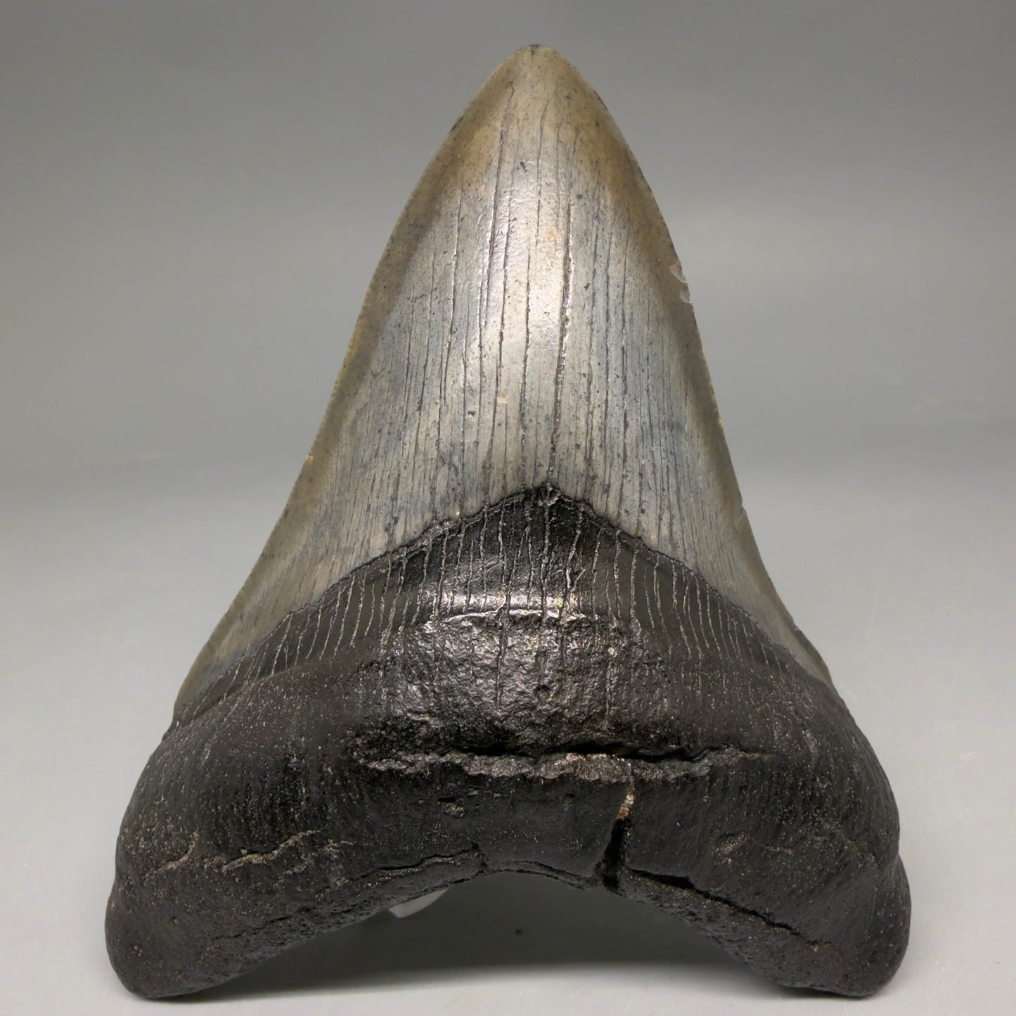 Front View Authentic 4.53" Megalodon Tooth from South Carolina – Great Shape megalodonteeth.com CM6670