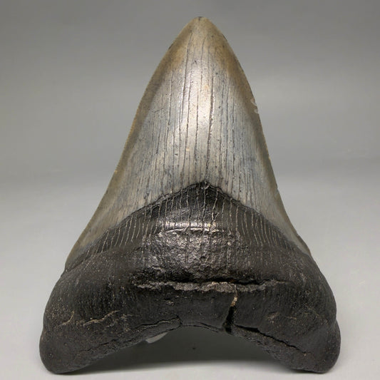 Front View Authentic 4.53" Megalodon Tooth from South Carolina – Great Shape megalodonteeth.com CM6670