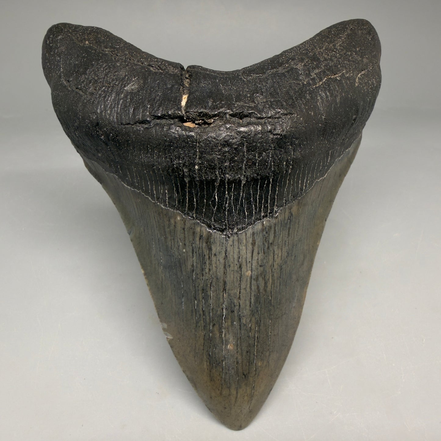 Front View Authentic 4.53" Megalodon Tooth from South Carolina – Great Shape megalodonteeth.com CM6670 - 1